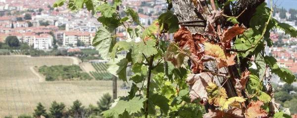 Izola, 08.08.2013Baredi nad Izolo, Vinogradi, su&scaron;a