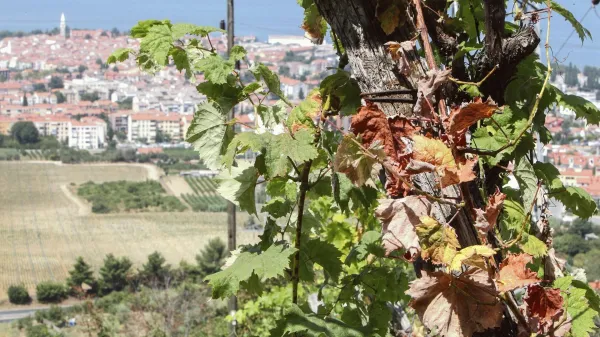 Izola, 08.08.2013Baredi nad Izolo, Vinogradi, su&scaron;a