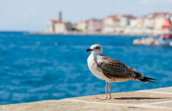 Piran, 22.7.2026Galeb in morje, v ozadju Punta svetilnik Piran