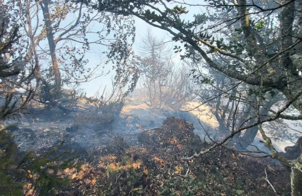 Gasilci nadaljujejo z ga&scaron;enjem obsežnega požara na Planji na Bov&scaron;kem.