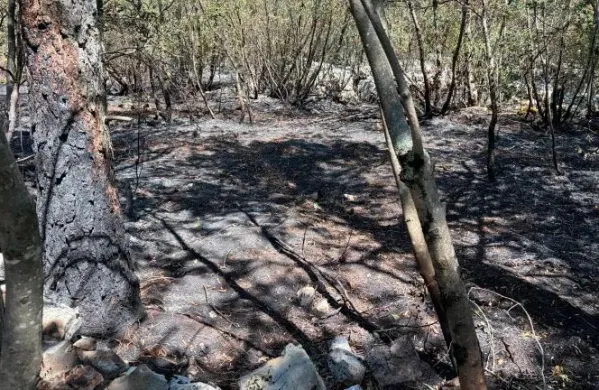 Požar je uničil 25 hektarjev kra&scaron;ke gmajne in rastja. 