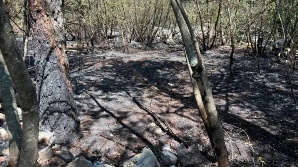 Požar je uničil 25 hektarjev kra&scaron;ke gmajne in rastja. 