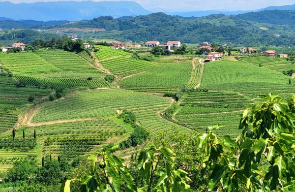 Pogled na Gori&scaron;ka brda iz Medane