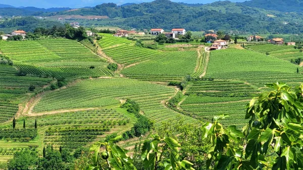 Pogled na Gori&scaron;ka brda iz Medane