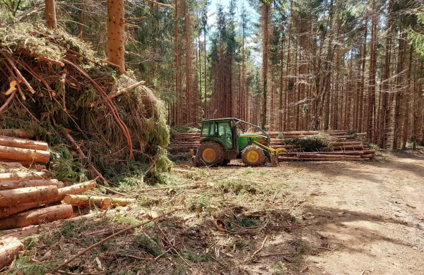 Trnovski gozd se&Auml;Ťnja drevesa gozdarji