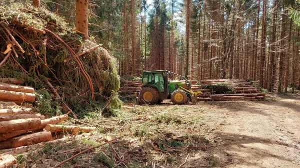 Trnovski gozd se&Auml;Ťnja drevesa gozdarji