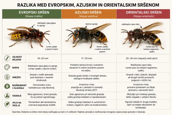 Strokovnjaki opozarjajo: orientalskih sr&scaron;enov bo jeseni &scaron;e več
