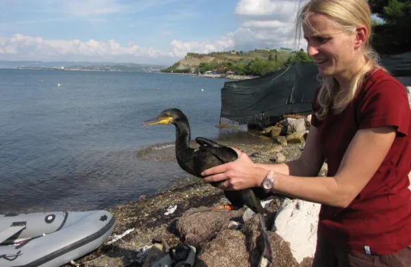 Kormoran vranjek Izola