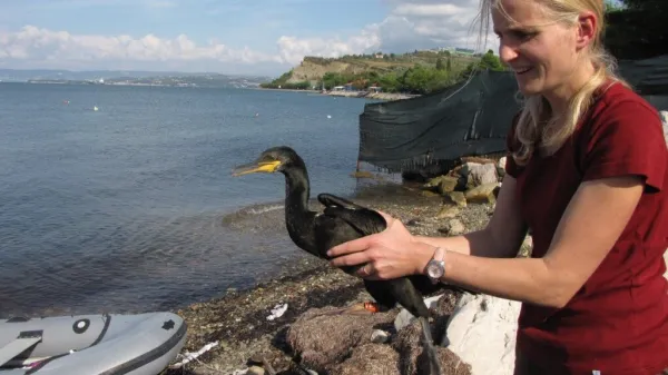 Kormoran vranjek Izola