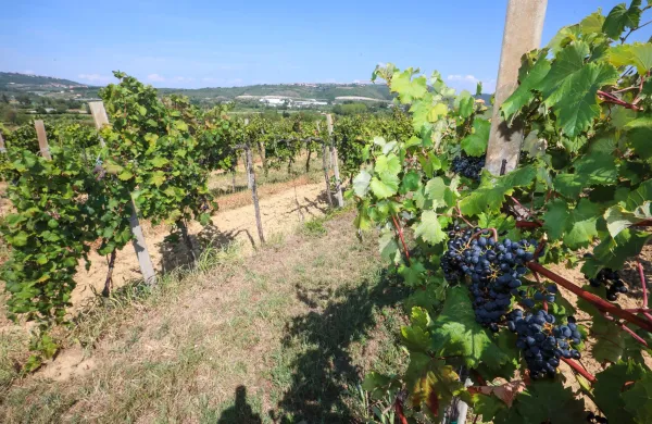 Koper,17.08.2022Vinakoper, Priprave na trgatev, vinogradi, vinograd Prade Bertoki