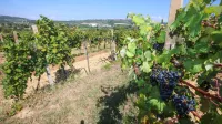 Koper,17.08.2022Vinakoper, Priprave na trgatev, vinogradi, vinograd Prade Bertoki
