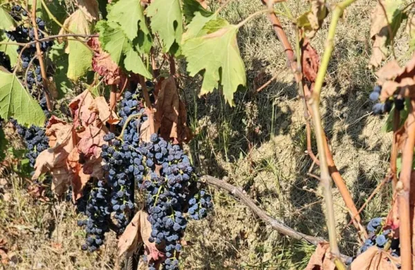 Brez namakanja so ogroženi vinogradi na primorskih terasah