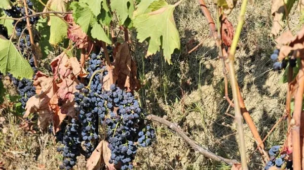 Brez namakanja so ogroženi vinogradi na primorskih terasah