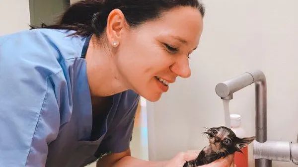 Primorski veterinarji: &ldquo;Nismo prenehali z delom&rdquo;