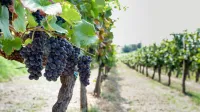 Brda rdeče grozdje v vinogradu Kojsko