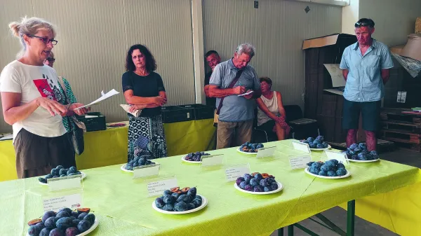 Slive morajo biti lepe, modrega odtenka, okusne in di&scaron;eče