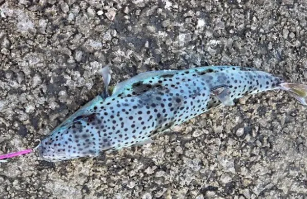 Srebrnonoga napihovalka, ki jo je ujel na Reki Dražen Pu&scaron;ka&scaron;