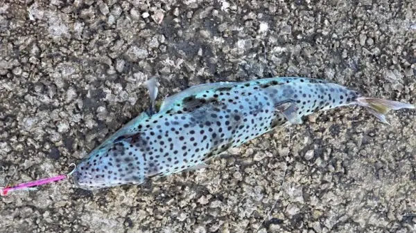 Srebrnonoga napihovalka, ki jo je ujel na Reki Dražen Pu&scaron;ka&scaron;