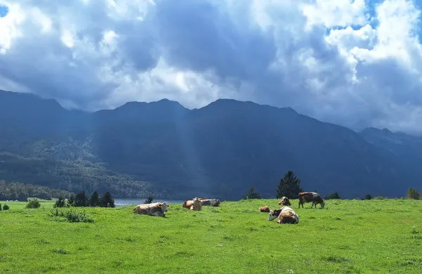 Turistično dru&scaron;tvo Bohinj danes v Ukancu organizira 66. Kravji bal.