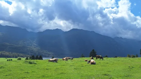 Turistično dru&scaron;tvo Bohinj danes v Ukancu organizira 66. Kravji bal.