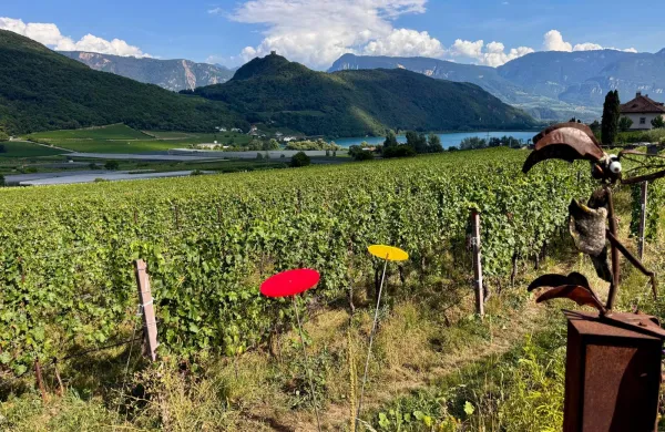 caldaro tirolska vinograd