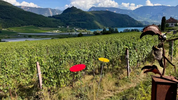 caldaro tirolska vinograd