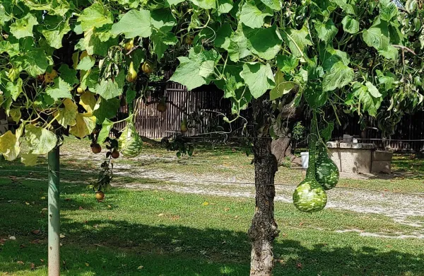 Vrežaste buče delajo družbo vinski trti.