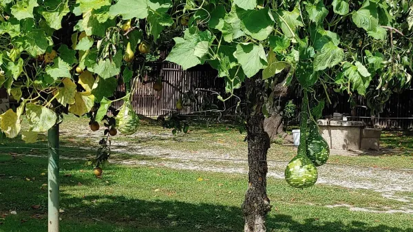 Vrežaste buče delajo družbo vinski trti.