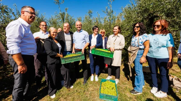 Izola,25.9.2026Županova oljka, župani obiranje oljk, DOSI