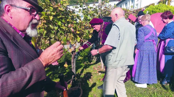 Trgatev mariborske Stare trte se je začela v &Scaron;empetru pri Gorici