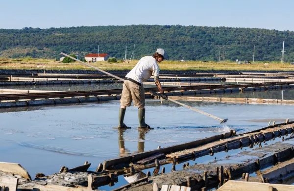 V Sečoveljskih solinah bodo pridelali do 1500 ton soli in 15 ton solnega cveta