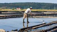 V Sečoveljskih solinah bodo pridelali do 1500 ton soli in 15 ton solnega cveta