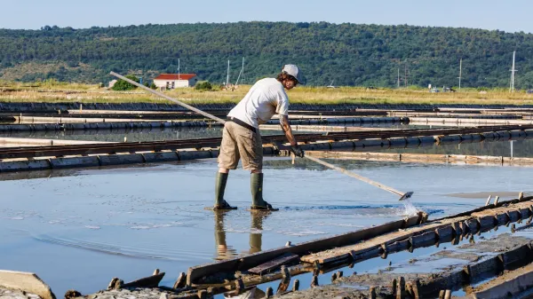 V Sečoveljskih solinah bodo pridelali do 1500 ton soli in 15 ton solnega cveta