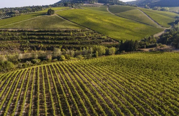 Kraja v kleti Marchesi Antinori, enem največjih vinarjev v družinski lasti v Italiji, se je zgodila v noči na nedeljo, ko se je podjetje pripravljalo na odpremo po&scaron;iljke v tujino. 