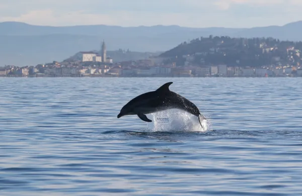 Delfin velika pliskovka pred Piranom