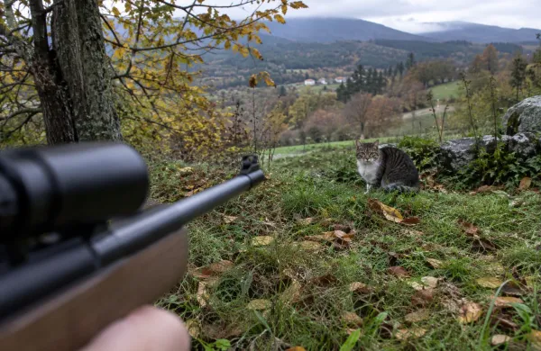 Mačko ustrelil z zračno pu&scaron;ko