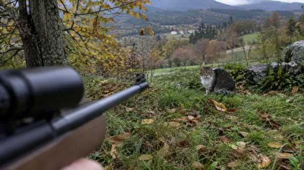 Mačko ustrelil z zračno pu&scaron;ko