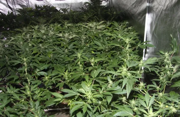 konoplja trava marihuana prostor za  gojenje laboratorij