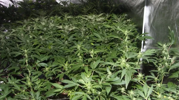 konoplja trava marihuana prostor za  gojenje laboratorij