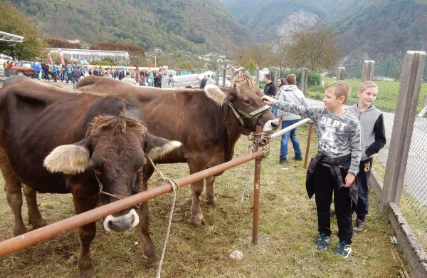 Siri s planin v primežu stroge zakonodaje ne morejo v trgovine