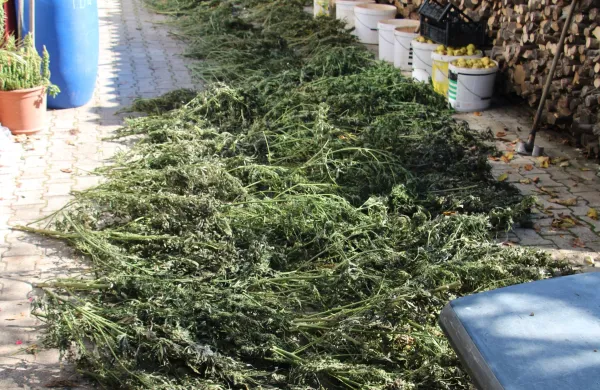Pri 45-letniku so med drugim na&scaron;li 192 svežih vej s cvetovi zelene barve, za katero sumijo, da je marihuana.