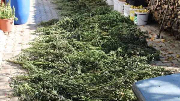 Pri 45-letniku so med drugim na&scaron;li 192 svežih vej s cvetovi zelene barve, za katero sumijo, da je marihuana.