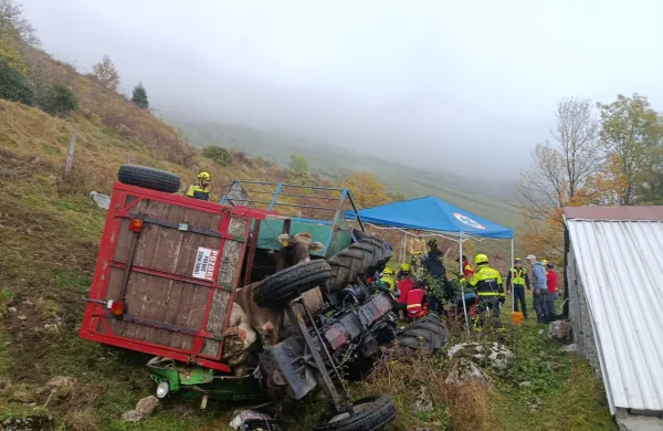 Re&scaron;evali ukle&scaron;čenega voznika in krave