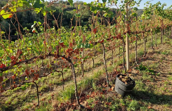 Jeseni trta rabi hranila - naložba v dobro kondicijo