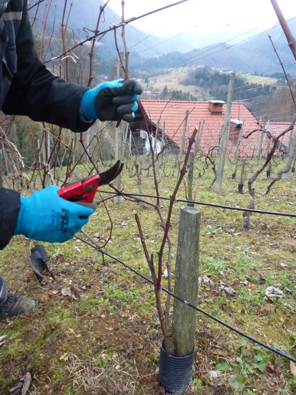 Jeseni trta rabi hranila - naložba v dobro kondicijo