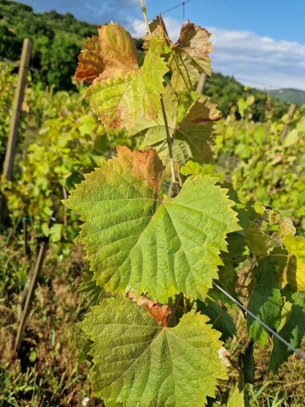 Jeseni trta rabi hranila - naložba v dobro kondicijo