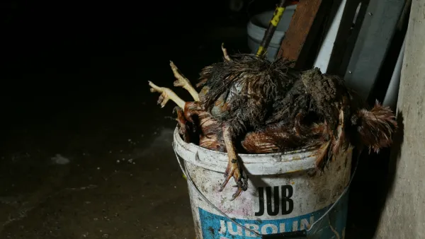 Baterijska reja koko&scaron;i na eni izmed farm v osrednji Sloveniji