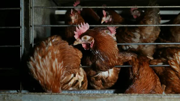 Baterijska reja koko&scaron;i na eni izmed farm v osrednji Sloveniji