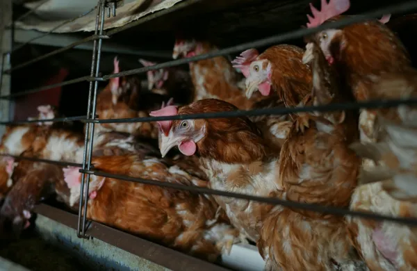 Baterijska reja koko&scaron;i na eni izmed farm v osrednji Sloveniji