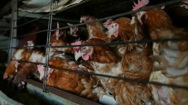 Baterijska reja koko&scaron;i na eni izmed farm v osrednji Sloveniji